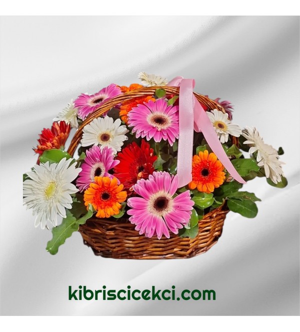 Sepette Gerbera